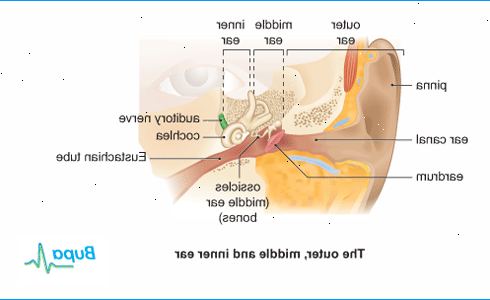 Hoe een oorschelp infectie te behandelen. Begrijp het tekenen van een buitenste oorontsteking, ook wel externe otitis.