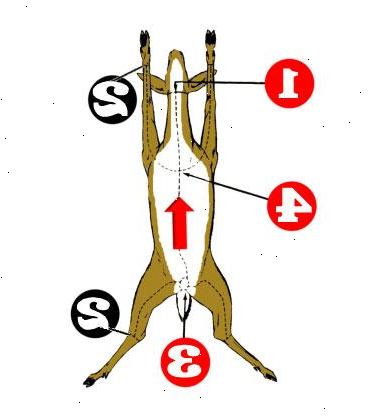 Hoe maak je een hert kleden. Bind een sterk touw of riem om gewei van het dier, of onder de kop zo hoog op de hals als mogelijk.
