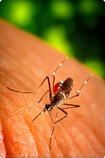 Hoe te voorkomen dat het krijgen knokkelkoorts. Ken de tijd dengue muggen beet.