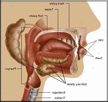 Hoe zich te ontdoen van een zere keel. Paracetamol en ibuprofen te verminderen de zwelling van het ontstoken weefsel in je keel op dezelfde manier het doet voor ergens anders in je lichaam.