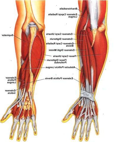 Hoe je onderarm spieren op te bouwen. Krijg een reeks van licht curling-gewichten halters.