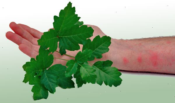 Hoe te voorkomen dat het krijgen poison ivy of poison oak. Leer om Poison Ivy, gif eik, en gif sumak identificeren, en als je ze ziet, voorkomen dat ze ten koste van alles.