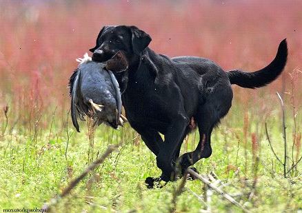 Hoe kunt u uw hond te trainen om te jagen. Onderzoek de verschillende rassen van water honden.