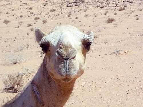 Hoe de controle van een geschrokken kameel te herwinnen. Overweeg een snelle afsprong.