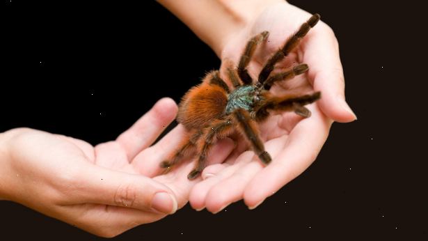 Hoe de angst voor spinnen te overwinnen