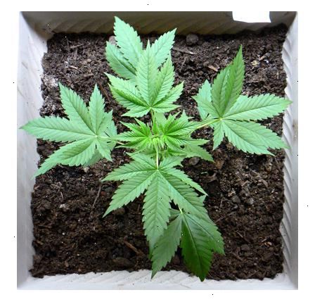 Hoe je medische marihuana te groeien