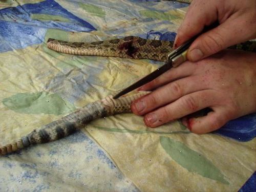 Hoe maak je de huid van een slang. Verwijder de kop, tenzij het ​​wordt gebruikt voor taxidermie.