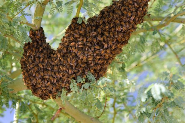 Hoe te ontsnappen aan killer bees. Wees je bewust van de triggers die aanmoedigen Africanized honingbijen aan te vallen, zodat u kunt voorkomen dat het uitlokken van een aanslag.
