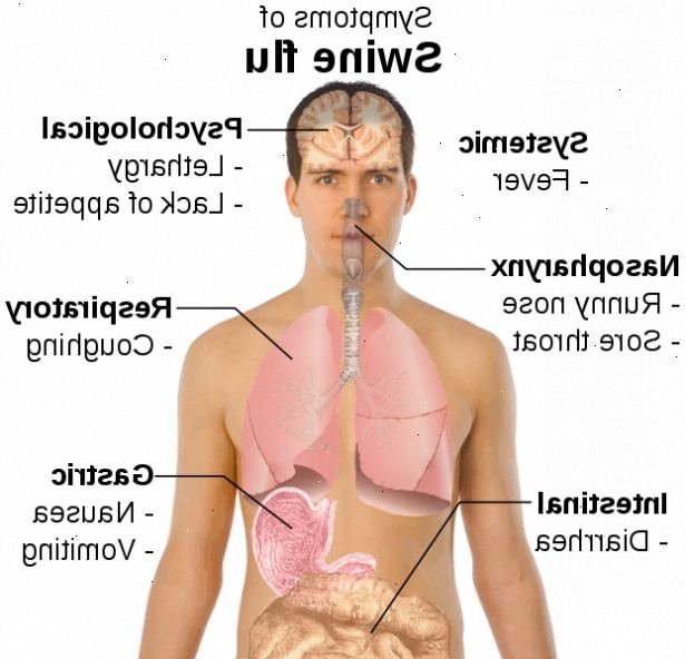 Hoe te voorkomen en voor te bereiden voor h1n1 (varkensgriep). Weten wat de symptomen van de Mexicaanse griep in mensen.